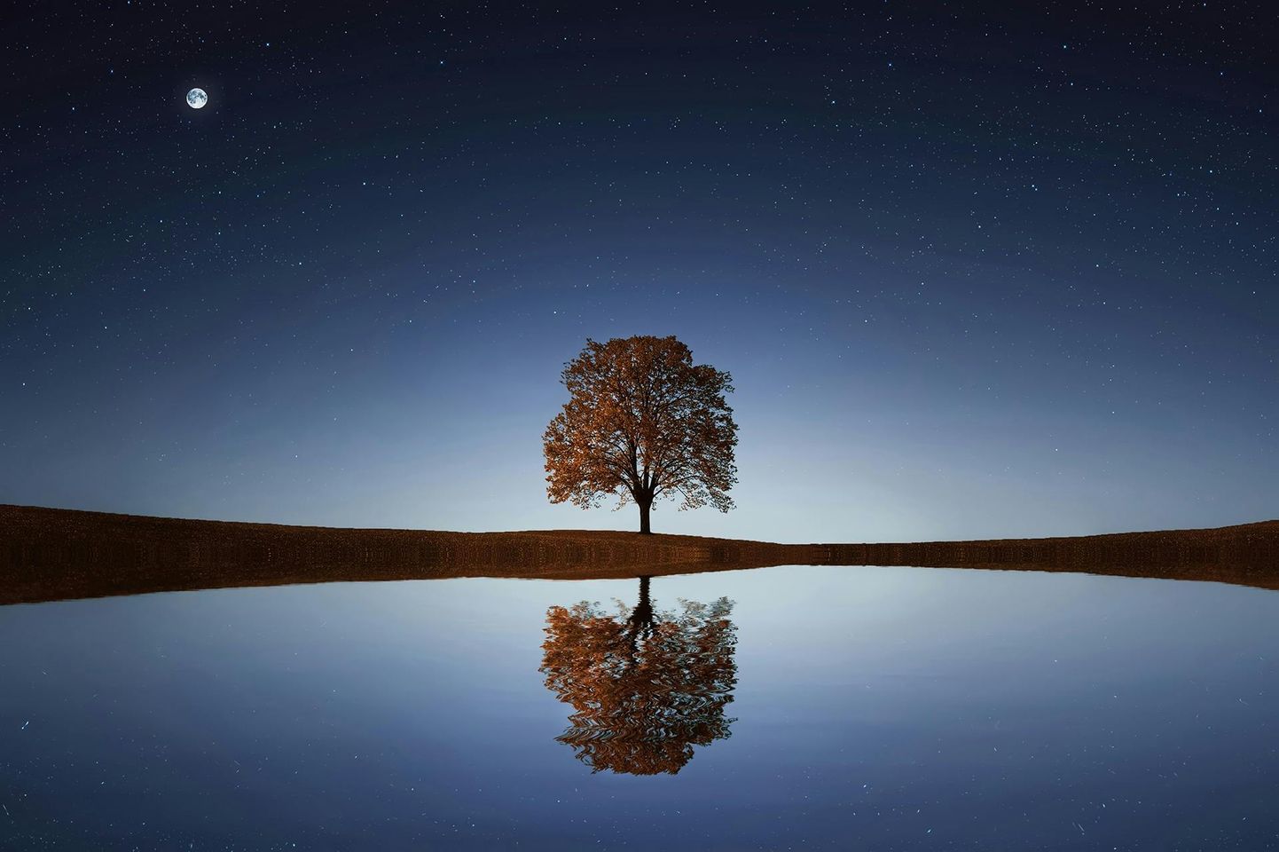 May be an image of tree and horizon