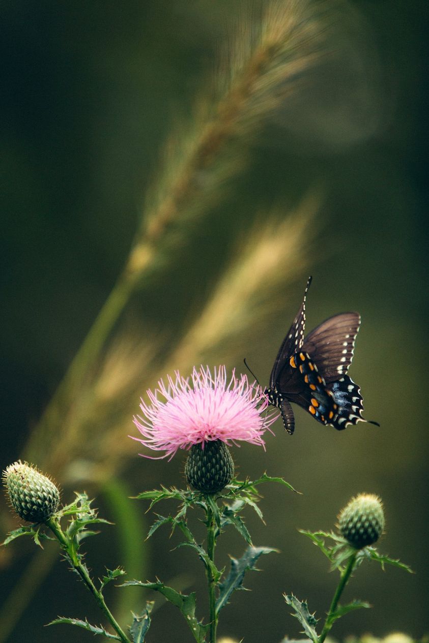 May be an image of butterfly, teasel and nature