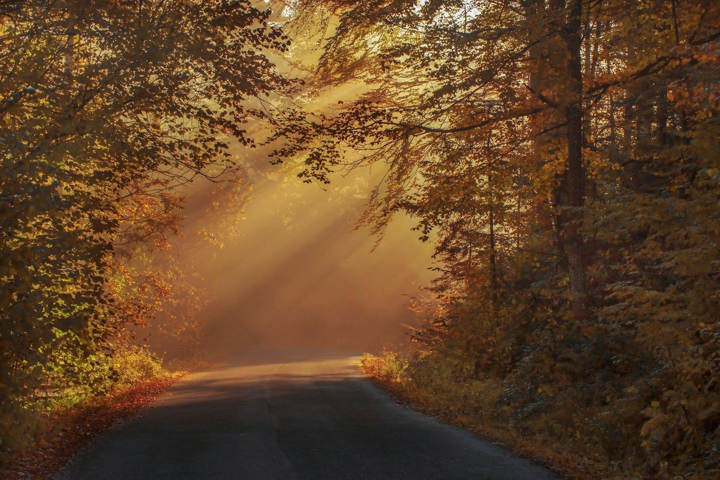 May be an image of nature, tree, fog and road