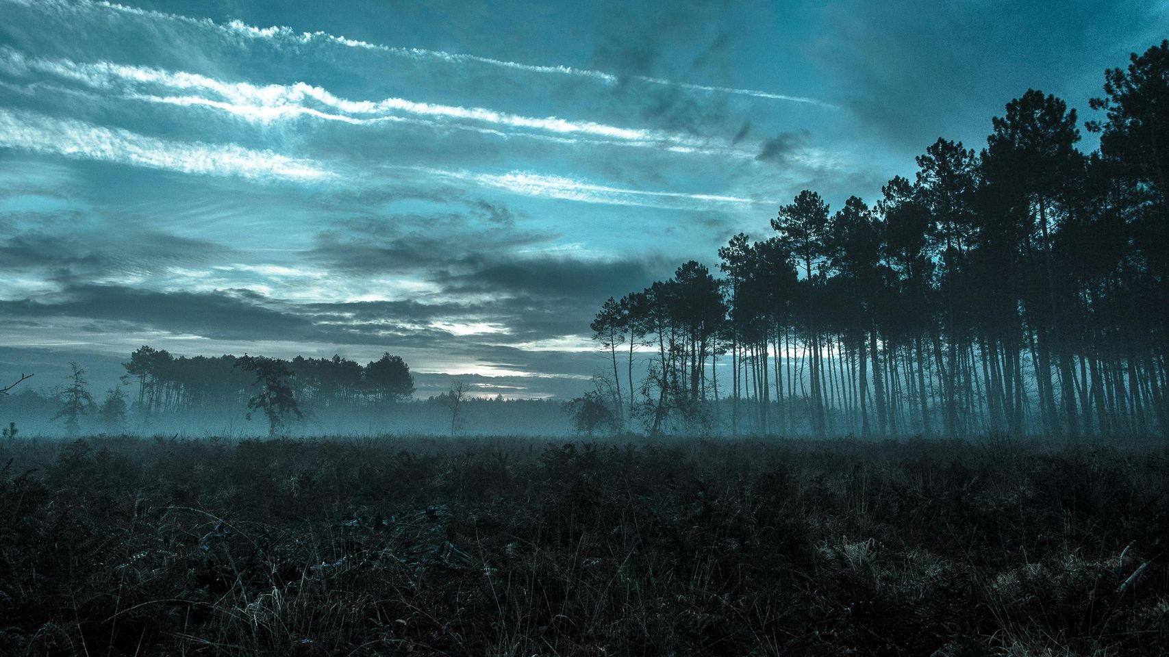 May be an image of nature, fog, twilight, tree and grass