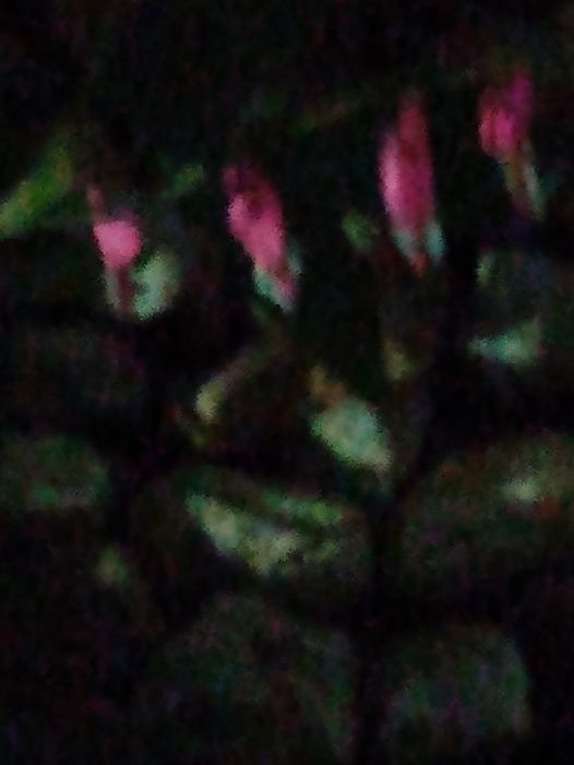 May be an image of mountain-laurel