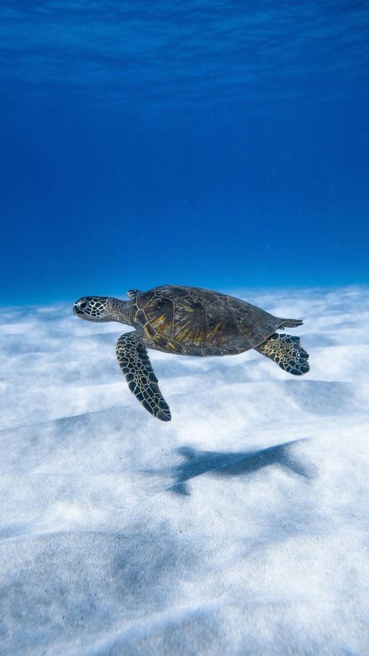 May be an image of swimming and turtle