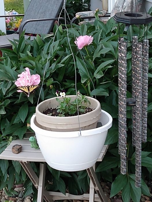 May be an image of peony