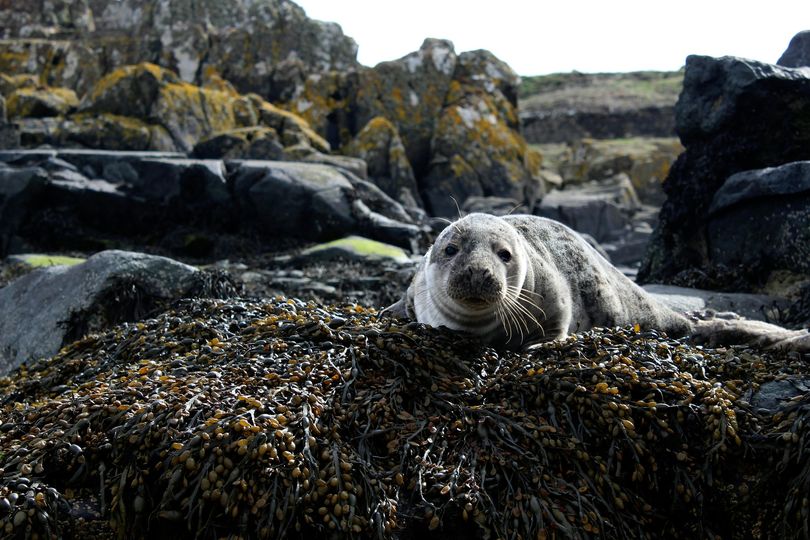 May be an image of elephant seal, seal, harbor seal and sea lion