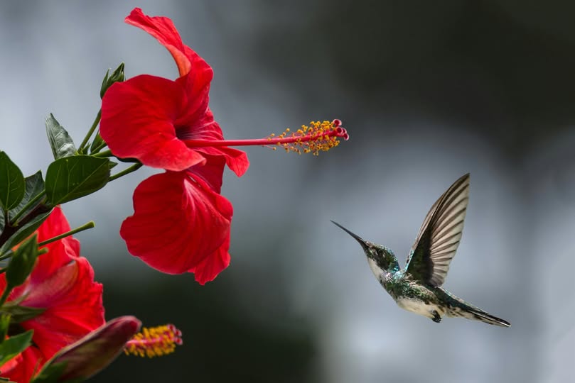May be an image of hummingbird and nature