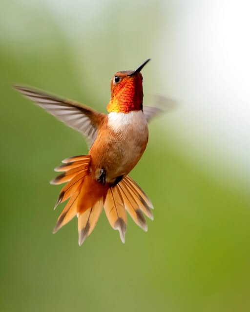 May be an image of hummingbird and nature