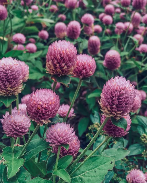 May be an image of globe amaranth