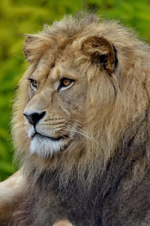 May be an image of big cat