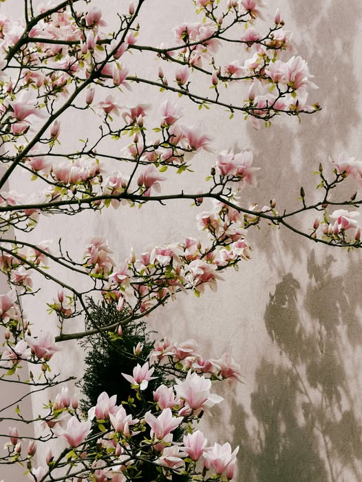 May be an image of stone-fruit tree